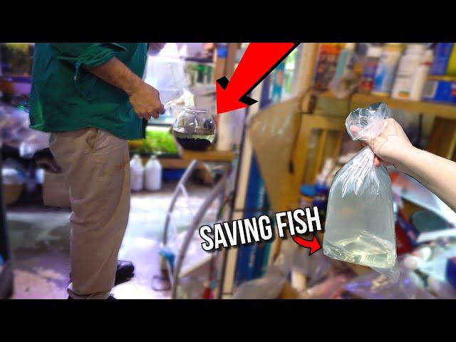 Saving DYING FISH from SMALL DRIED UP FISH BOWL! (MUST WATCH)