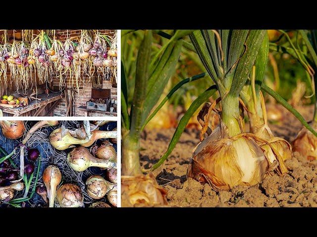 Growing Onions from Sowing to Harvest