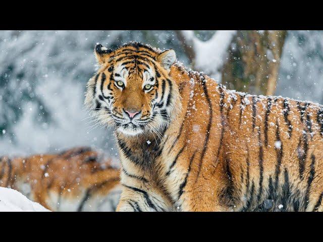 Siberian Tigers Documentary | Wild Planet