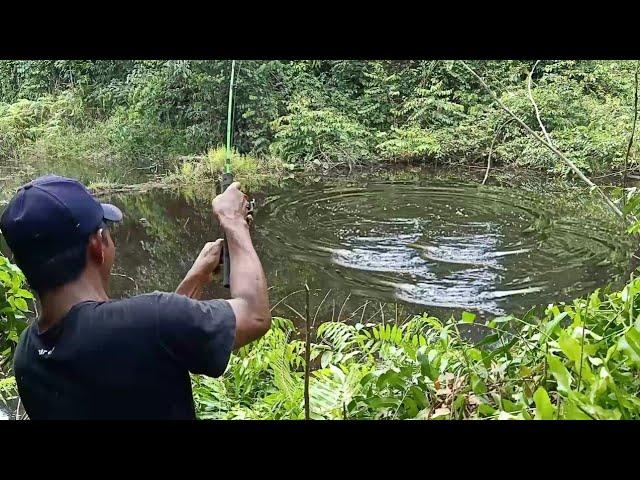 MANCING DI RAWA TENGAH HUTAN BENAR-BENAR PESTA SAMBARAN GABUS MONSTER MAS BROO..!!