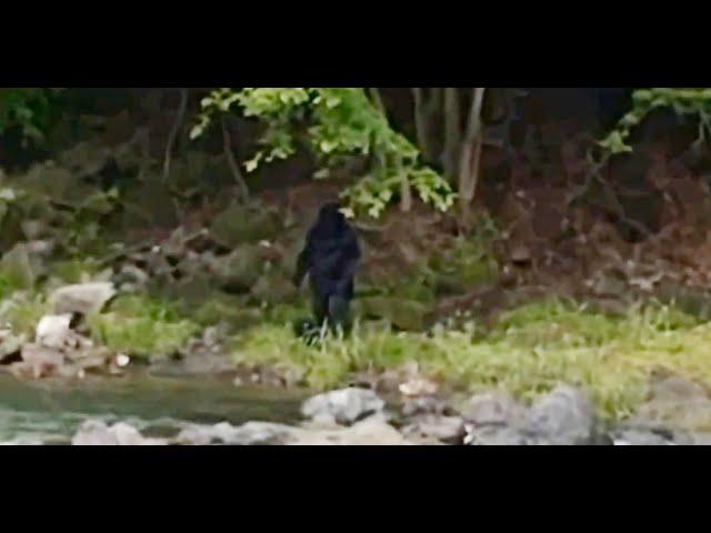 FINALLY A CLEAR FOOTAGE OF MASSIVE BIGFOOT CAUGHT ON CAMERA!!