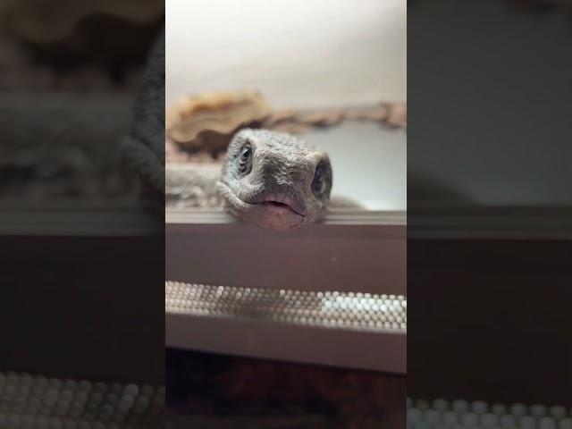 Я помню… #zoolife #shortvideo #экзотика #zooanimals #reptile #варан #ящерица #дракон #капскийваран