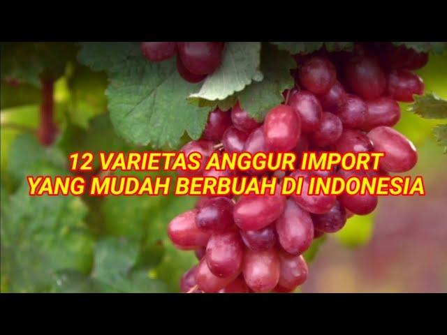 12 TYPES OF IMPORTED WINE THAT ARE EASY TO PRODUCE IN INDONESIA