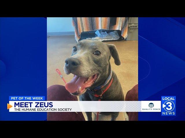 Zeus the dog up for adoption at the Humane Educational Society in Chattanooga