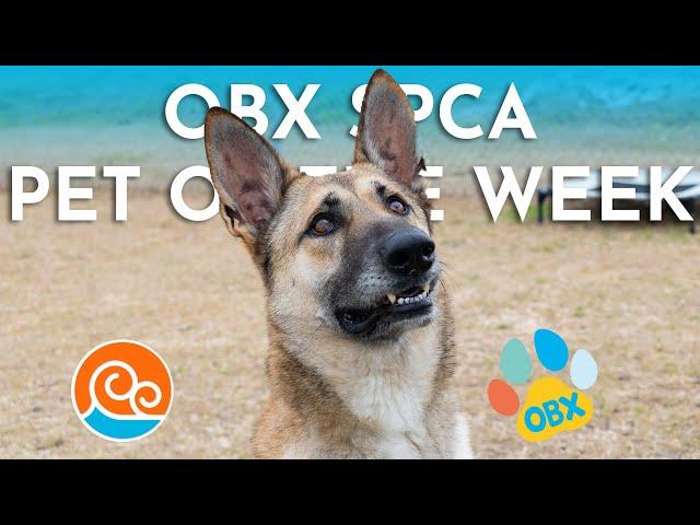 Outer Banks SPCA Pet of the Week: Mia (March 10, 2025)