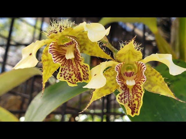 NAPLES ORCHID SOCIETY ORCHID EVENT AT NAPLES BOTANICAL GARDEN  FLORIDA. Part 1. Vendors. FEB 2021