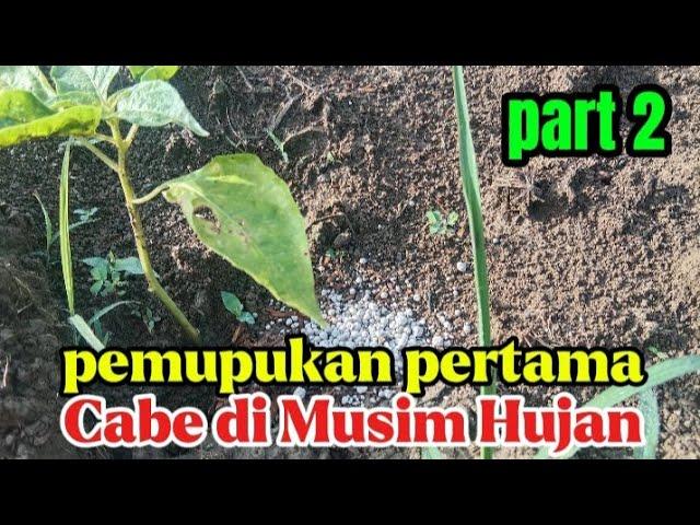 PART 2 : JANGAN SALAH, PEMUPUKAN PERTAMA CABE DI MUSIM HUJAN