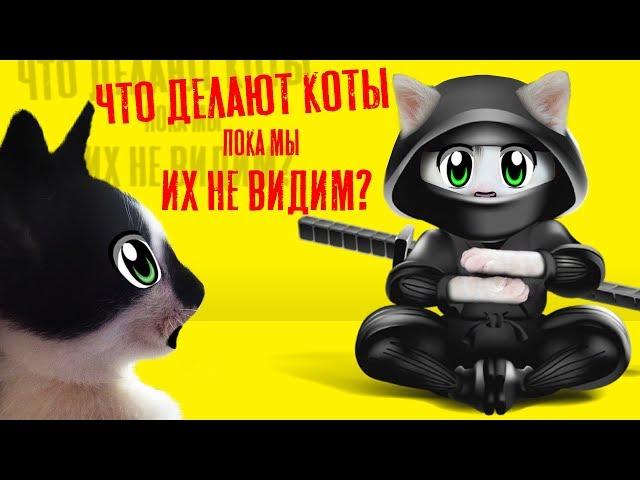 24 ЧАСА с КОТАМИ ЧЕЛЛЕНДЖ! Что делают МУРКА и БАФФИ в 3 ЧАСА НОЧИ