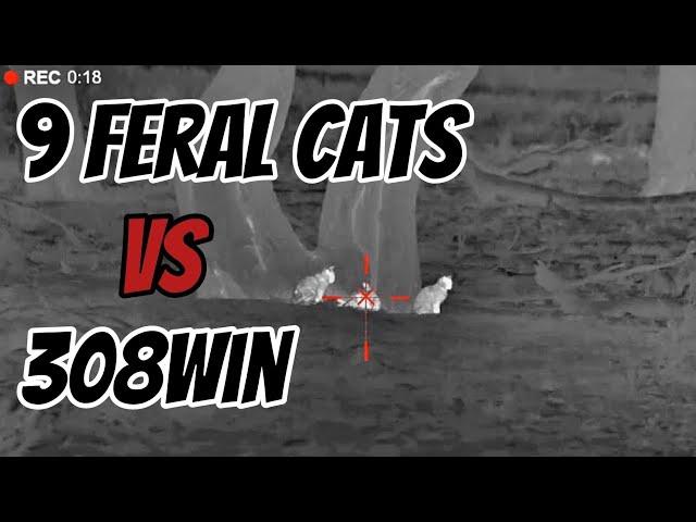 9 Feral Cats, Do They Have 9 Lives (Secret - No They DON'T) #hunting #shooting #pestcontrol #notpets