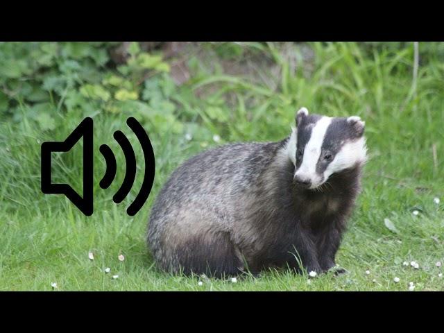 Badger sound ( European Badger (Meles Meles))