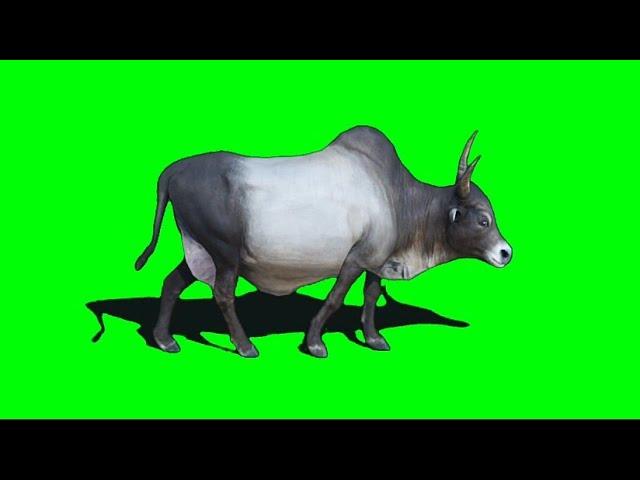 Cow Green Screen Video for Chroma Key [VFX Video]