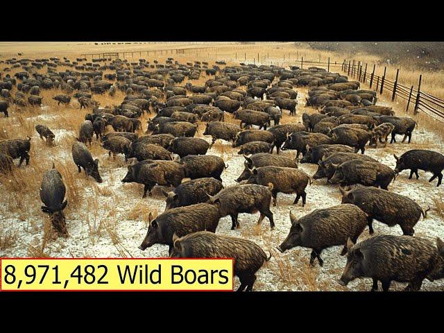 Everything About The Nearly 9,000,000 Wild Boars In America - Animals Of America