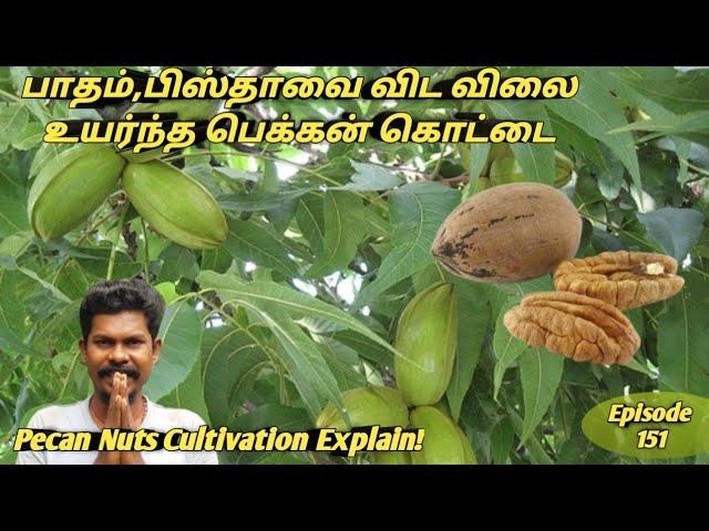 விலை உயர்ந்த பெக்கான் கொட்டை தெரியுமா | Pecan Nuts Cultivation Explain Tamil | பெக்கன் கொட்டை உணவு