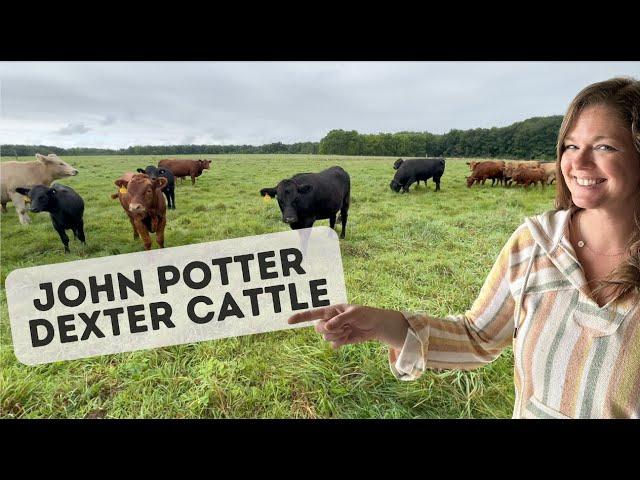 Dexter Cattle Talk: John Potter Genetics: Breeding for the Best!