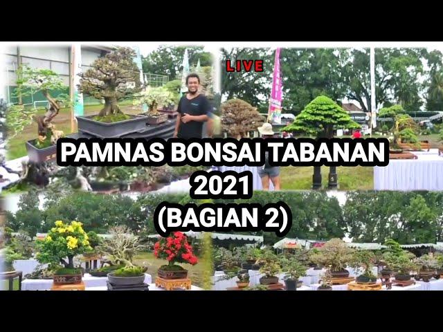 Pamnas BONSAI TABANAN 2021(BAGIAN 2)@ AKANGSASTRA PROJECT NEW