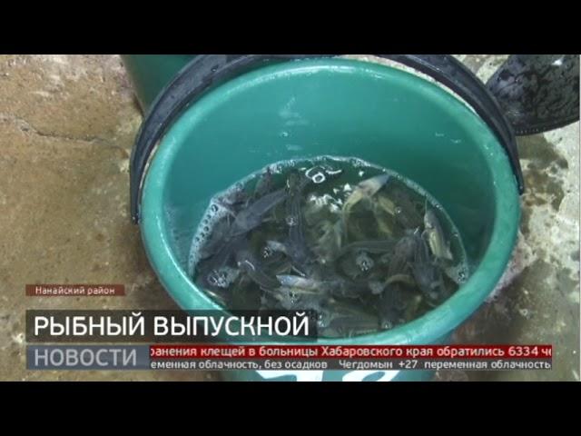 Калуга и осётр: рыбный выпускной. Новости. 17/07/2024. GuberniaTV