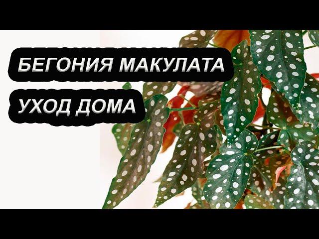 БЕГОНИЯ МАКУЛАТА/ ПЯТНИСТАЯ. Уход в домашних условиях.