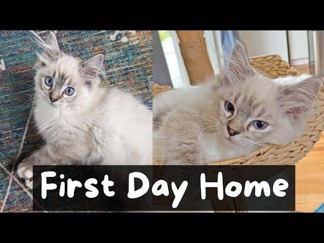 Bringing Home a New Ragdoll Kitten | The Cat Butler