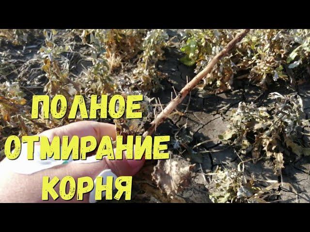 УБРАЛИ МНОГОЛЕТНИЕ СОРНЯКИ С ПОЛЕЙ!!!ОБЗОР ПОЛЯ ЧЕРЕЗ НЕДЕЛЮ ПОСЛЕ ОБРАБОТКИ ГЛИФИДОМ ВР!!!