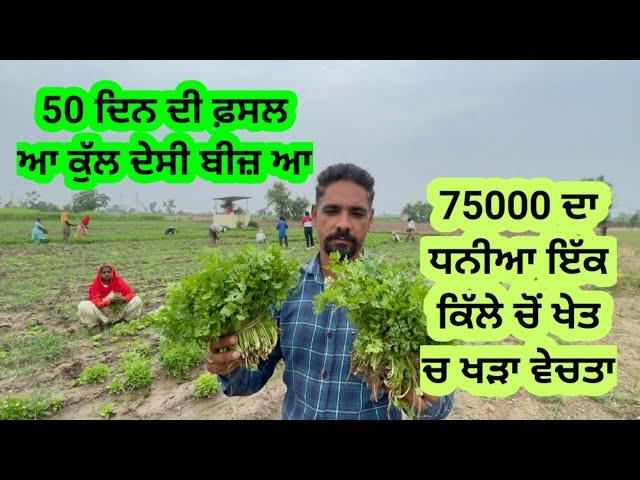 75000 ਦਾ ਧਨੀਆ ਇੱਕ ਕਿੱਲੇ ਚੋਂ ਵੇਚਤਾ ਕਣਕ ਤੇ ਜ਼ੀਰੀ ਦੇ ਵਿਚਾਲੇ Coriander after wheat crop Summer Coriander