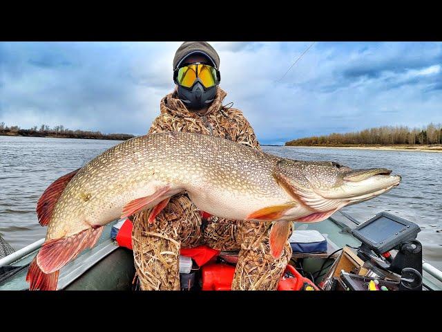 SHOCK! PIKE MAN-EATERS EAT COCKS AND BREAK ARMS! Trophy fishing, zander, pike!