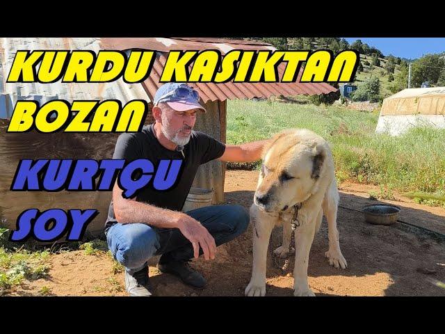 KURDU YIKINCA KASIĞA GİRİP BOZAN KÖPEKLER