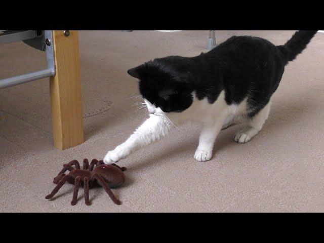 Cat Vs Giant Spider (Tarantula) RC