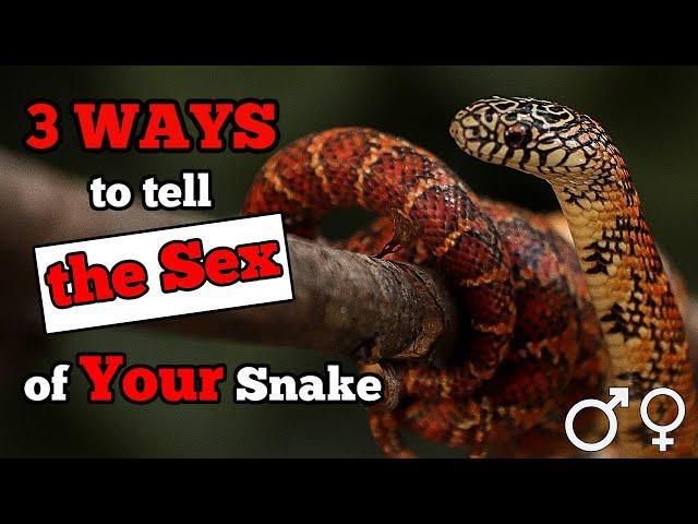 How to Tell the Sex of Your Snake