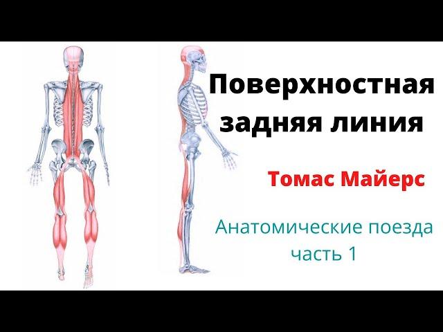 Поверхностная задняя линия по Томасу Майерсу. Фасции и мышцы. Анатомические поезда 1.