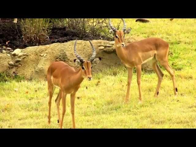 Impala and Thompson's Gazelle in Africa - Cincinnati Zoo