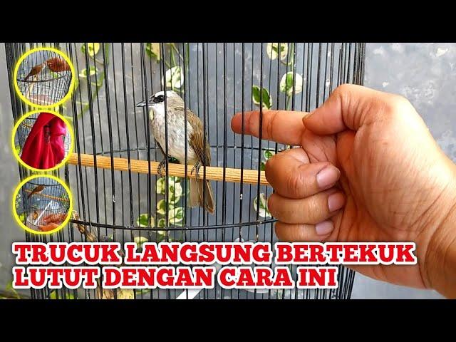 Cara Menjinakan Trucuk dengan Mudah ‼️ Menggunakan 3 metode ini