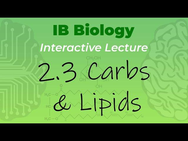 IB Biology 2.3 - Carbohydrates and Lipids - Interactive Lecture