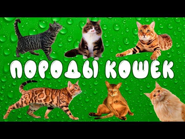 Породы кошек | развивающее видео для детей | карточки Домана