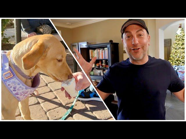 Skylar's 1st Starbucks Morning & Pup Cup | Quick Update