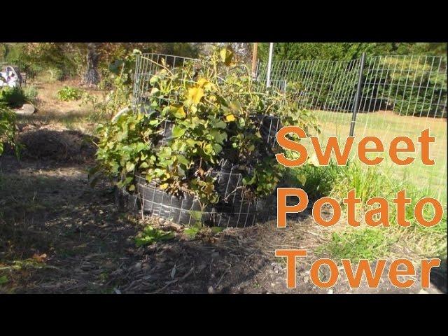 Beauregard Sweet Potato Vertical Cage Tower Garden 35lb Harvest