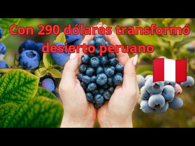 con 290 dólares transformaron un desierto PERUANO en líder mundial de la producción de arándanos.