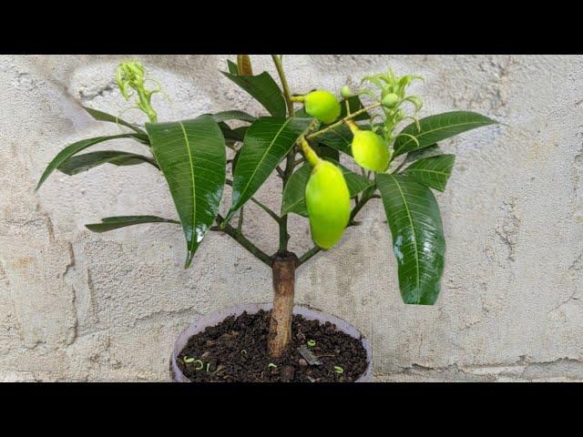 How To Grow Mango Trees To Bear Fruit Quickly Takes Only 30 To 50 Days