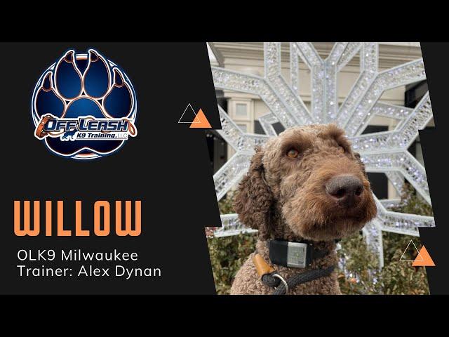 1 Y/O Poodle “Willow” | Anxiety Transformation! | Milwaukee Dog Trainers