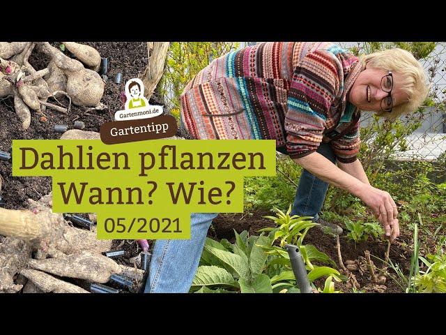 Wann und wie Dahlien pflanzen: Was gibt es zu beachten?