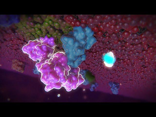 Endothelial Barrier Function