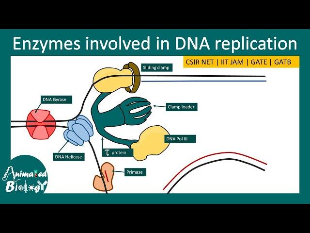 Enzymes in DNA replication | Eukaryotic vs Prokaryotic DNA polymerase