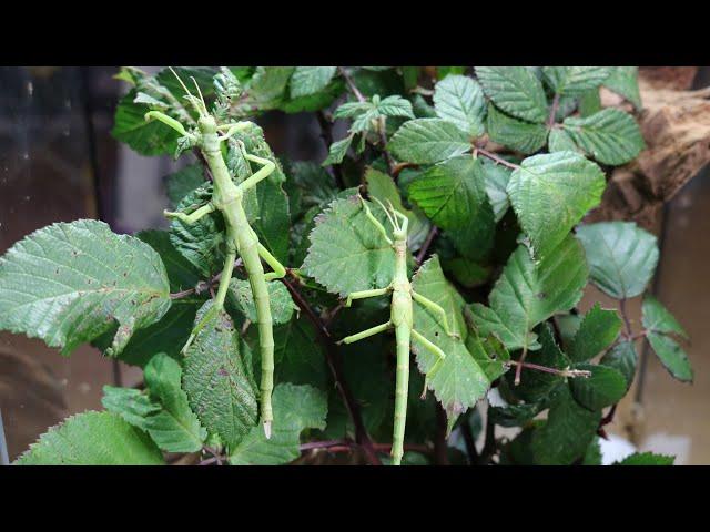 eBay PURCHASE - Diapherodes gigantea (decking out a spare ExoTerra)