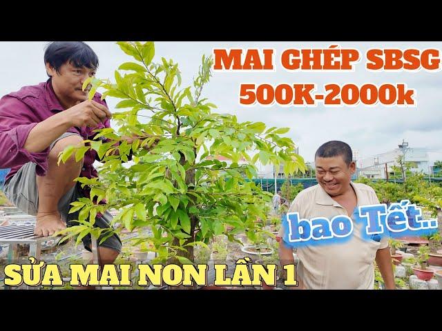 Út Sửa Mai non lần đầu Phương Bình báo giá mai bao chơi Tết giá rẻ từ 500-2000k ghép SBSG chính hiệu