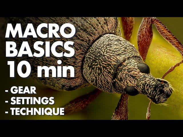 Insect Macro Photography Basics in 10 Minutes