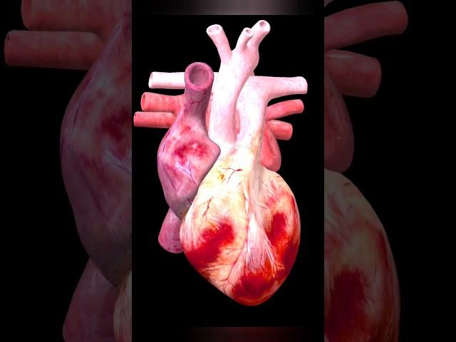 Human Heart ️ heartbeat sound with 3D animation | #shorts | #youtubeshorts | #viralshorts