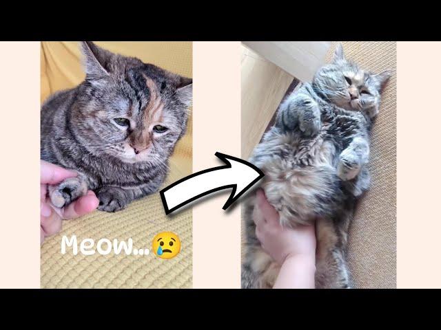 Sad cat meows for pets  | The Best of Guang Dang