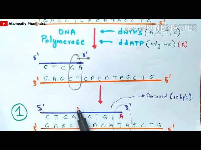 Sanger DNA sequencing | Made easy to understand | Bio science