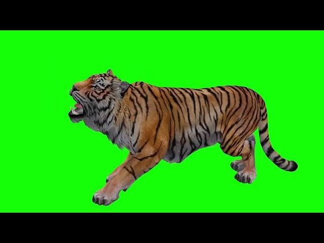 Free Green Screen Video Download Tiger [4K]