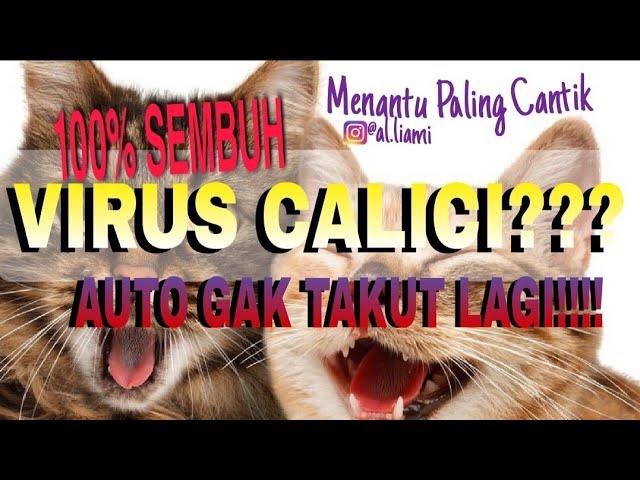 CARA MENGOBATI VIRUS CALICI PADA KUCING | 100% LANGSUNG SEMBUH