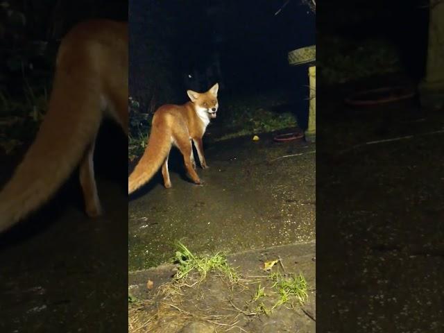 Mr Fox